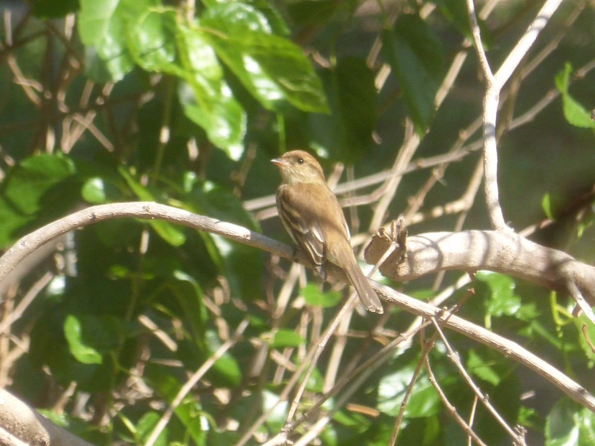 Bran-colored Flycatcher - ML647074820