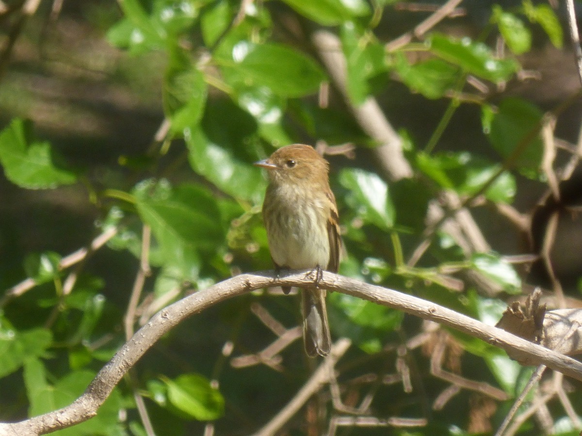 Bran-colored Flycatcher - ML647074821