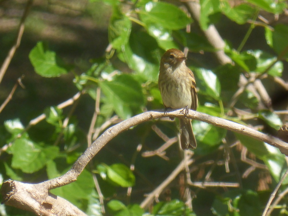 Bran-colored Flycatcher - ML647074823