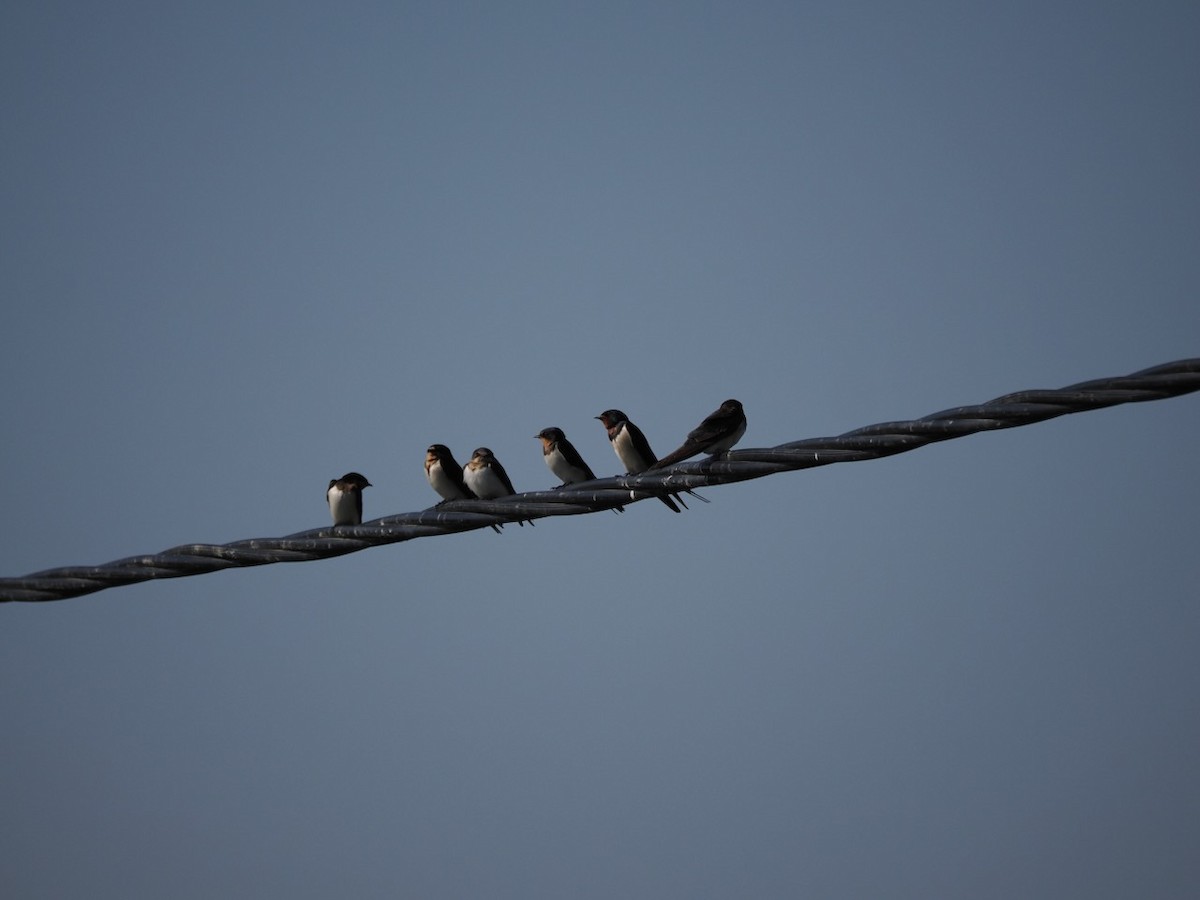 Barn Swallow - ML647074824