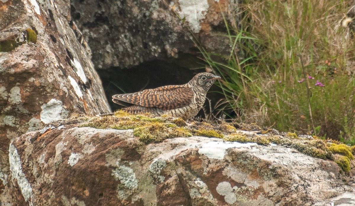 Common Cuckoo - ML647074825