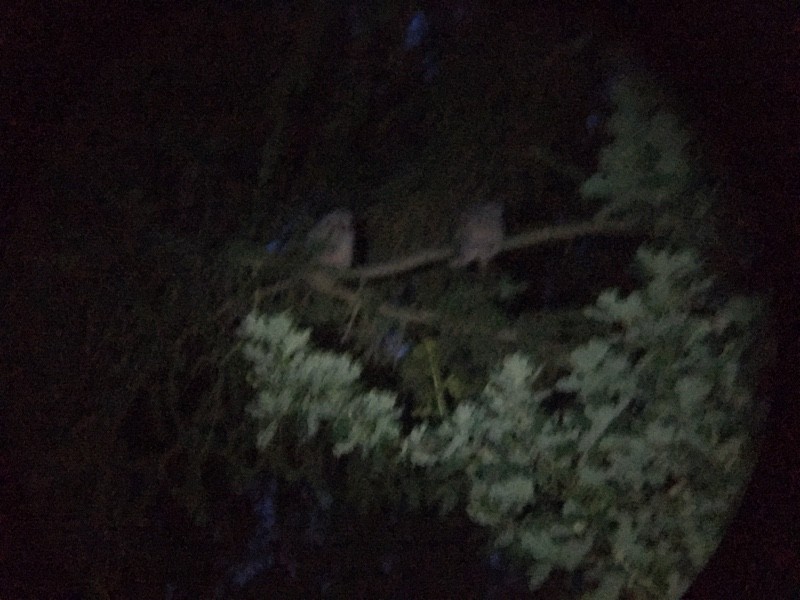 Hibou moyen-duc - ML647074840