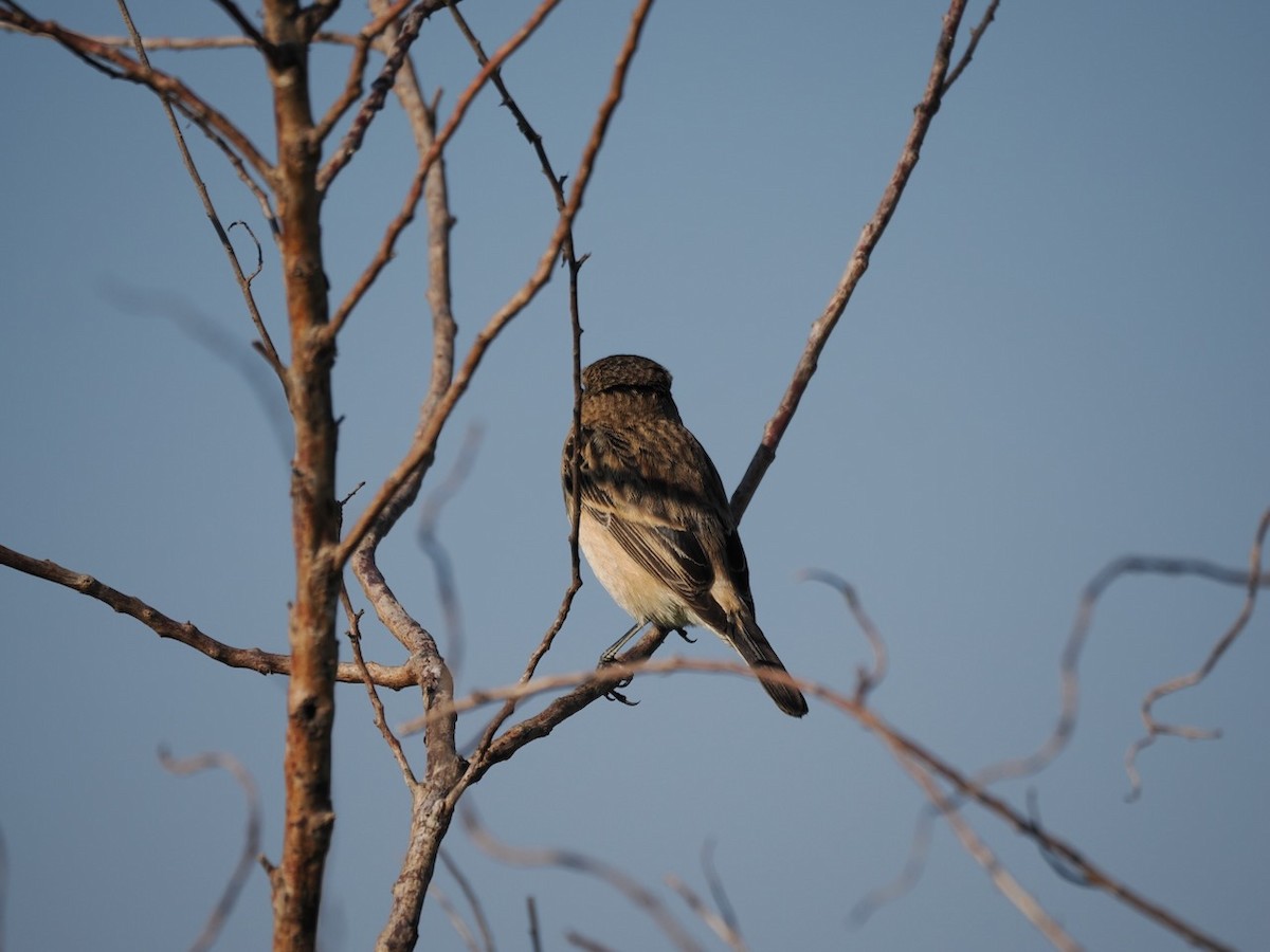 Amur Stonechat - ML647074849