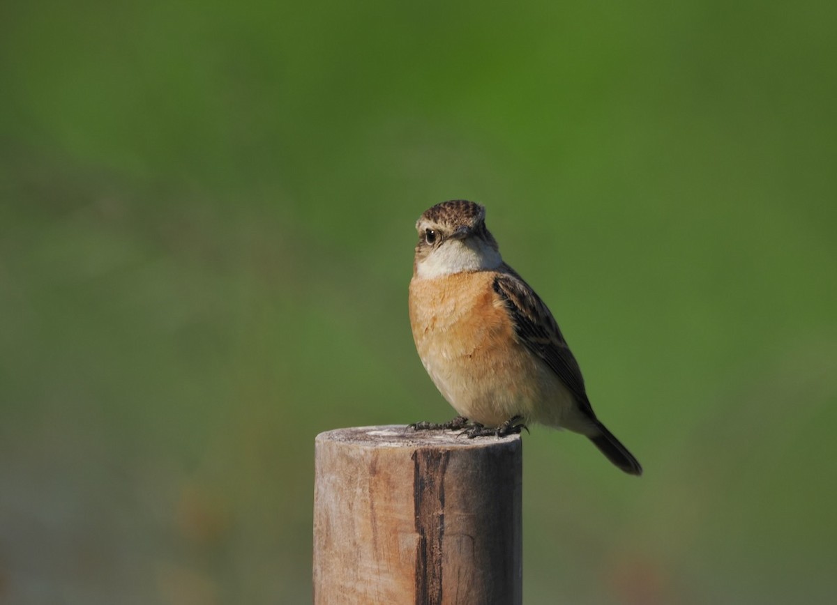 Amur Stonechat - ML647074850