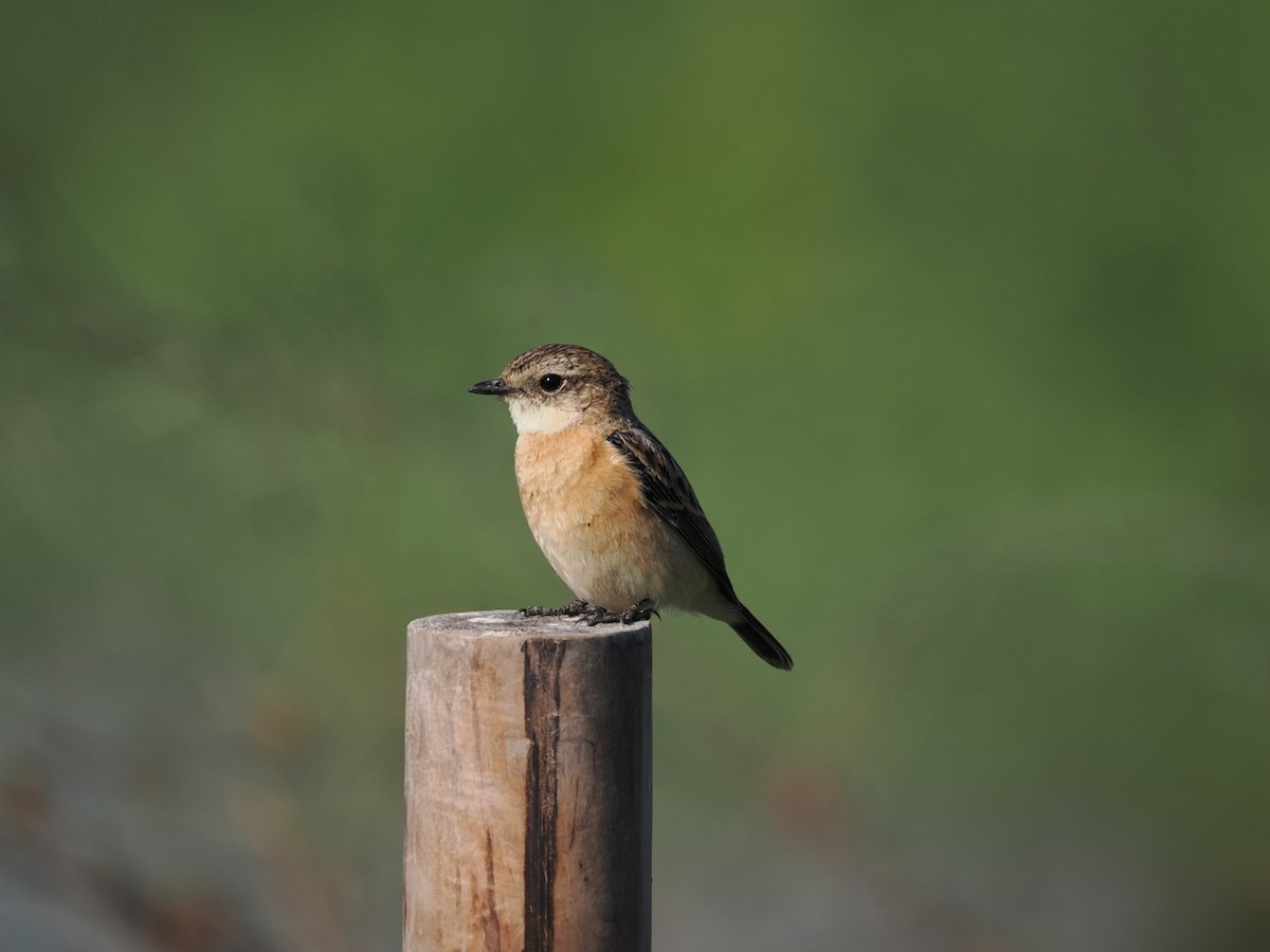 Amur Stonechat - ML647074851