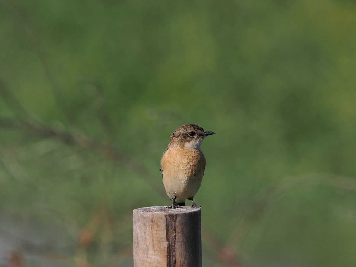 Amur Stonechat - ML647074852