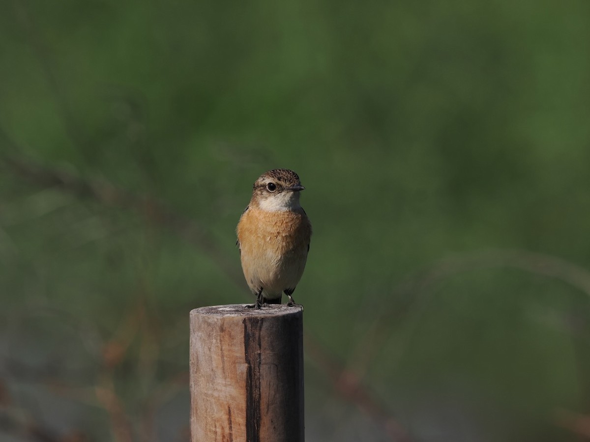 Amur Stonechat - ML647074853