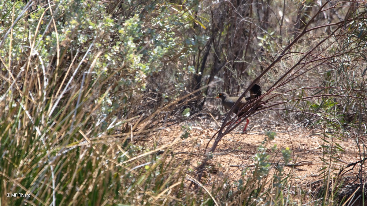 Black-tailed Nativehen - ML647074865