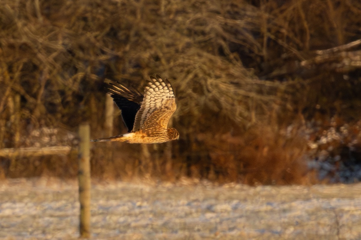 Лунь американський - ML647074866
