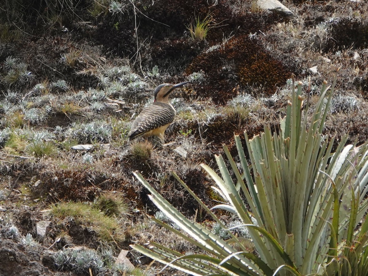 spydmarkspett (rupicola/puna) - ML647074875