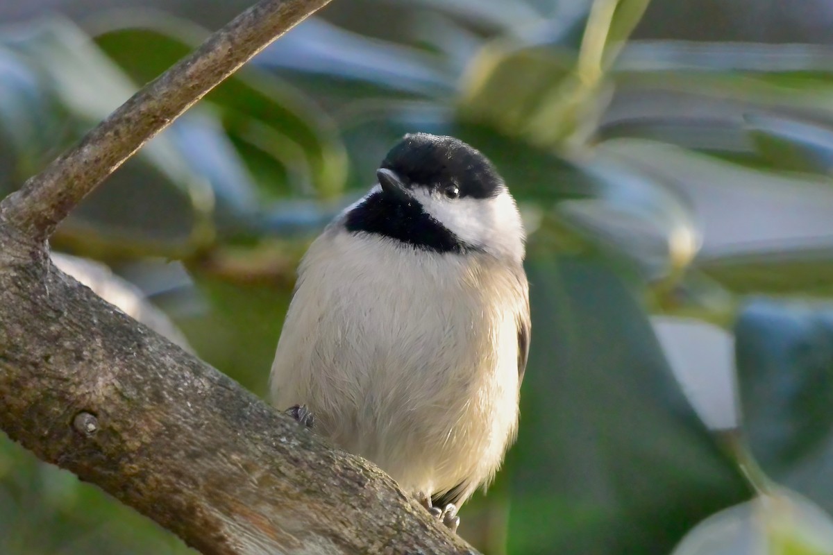 Carolina Chickadee - ML647074893