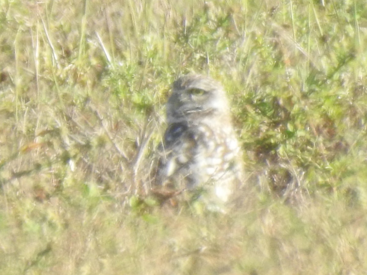 Burrowing Owl - ML647074894