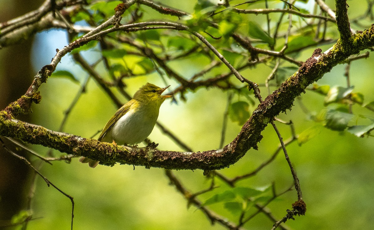 Wood Warbler - ML647074902