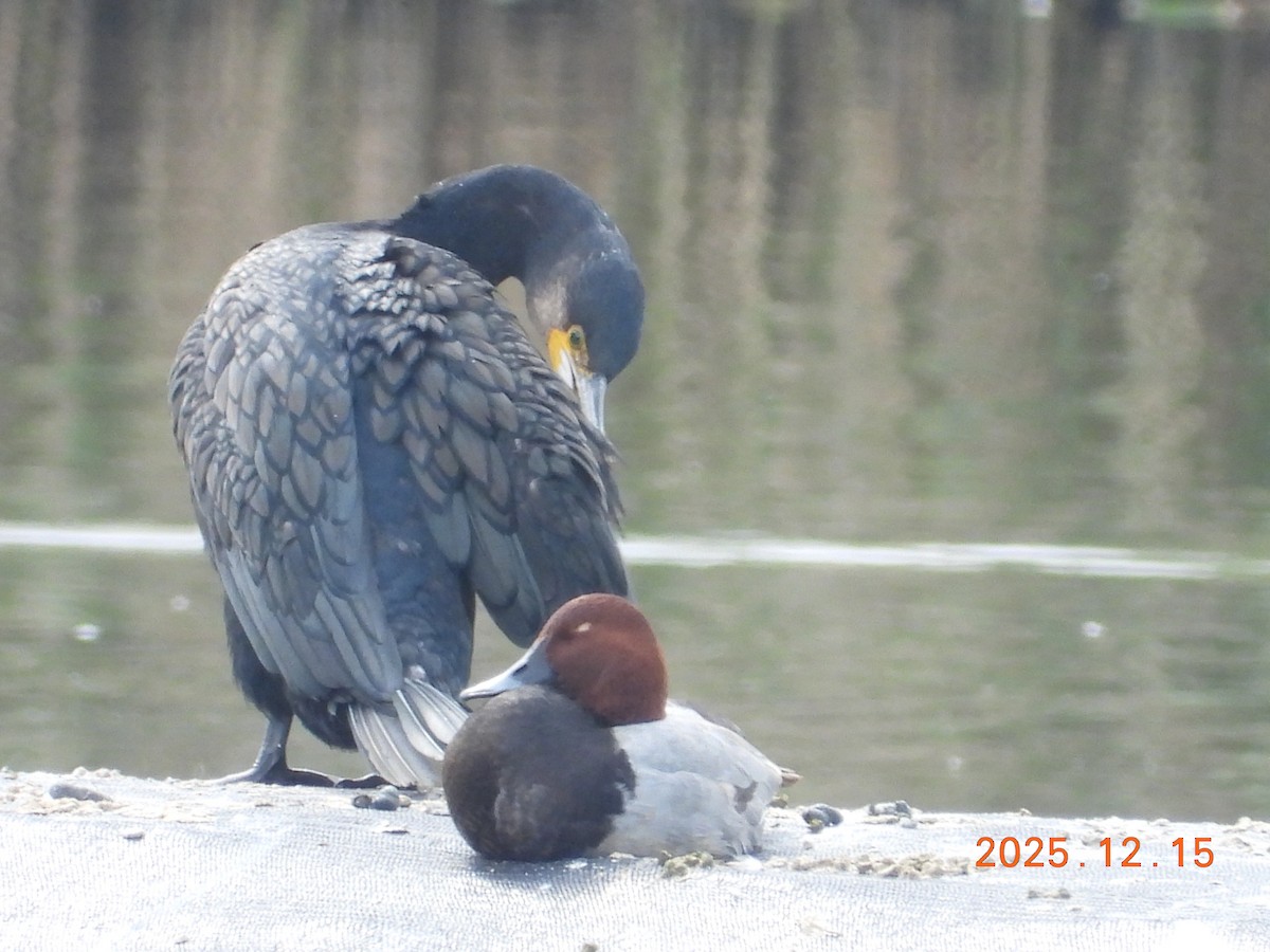 Common Pochard - ML647074930