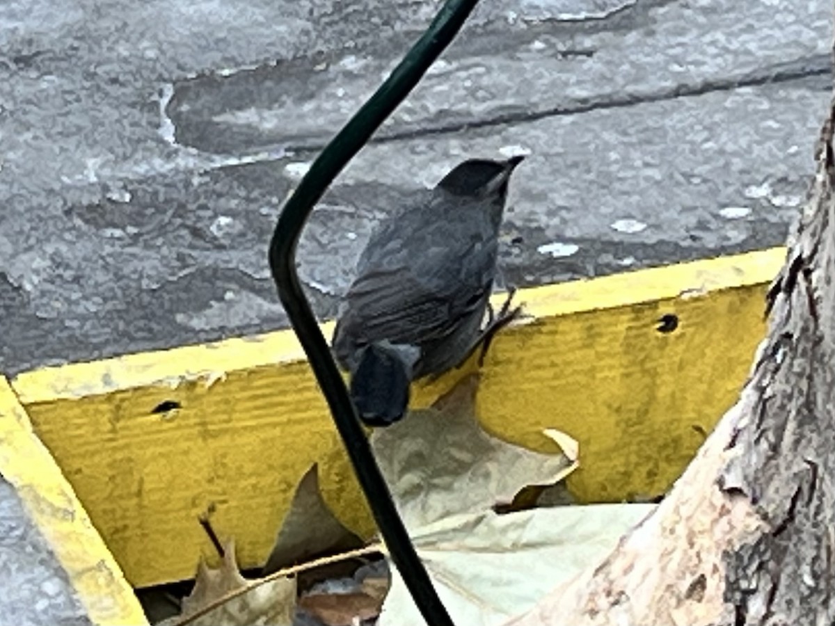 Miaulari grisa - ML647074931