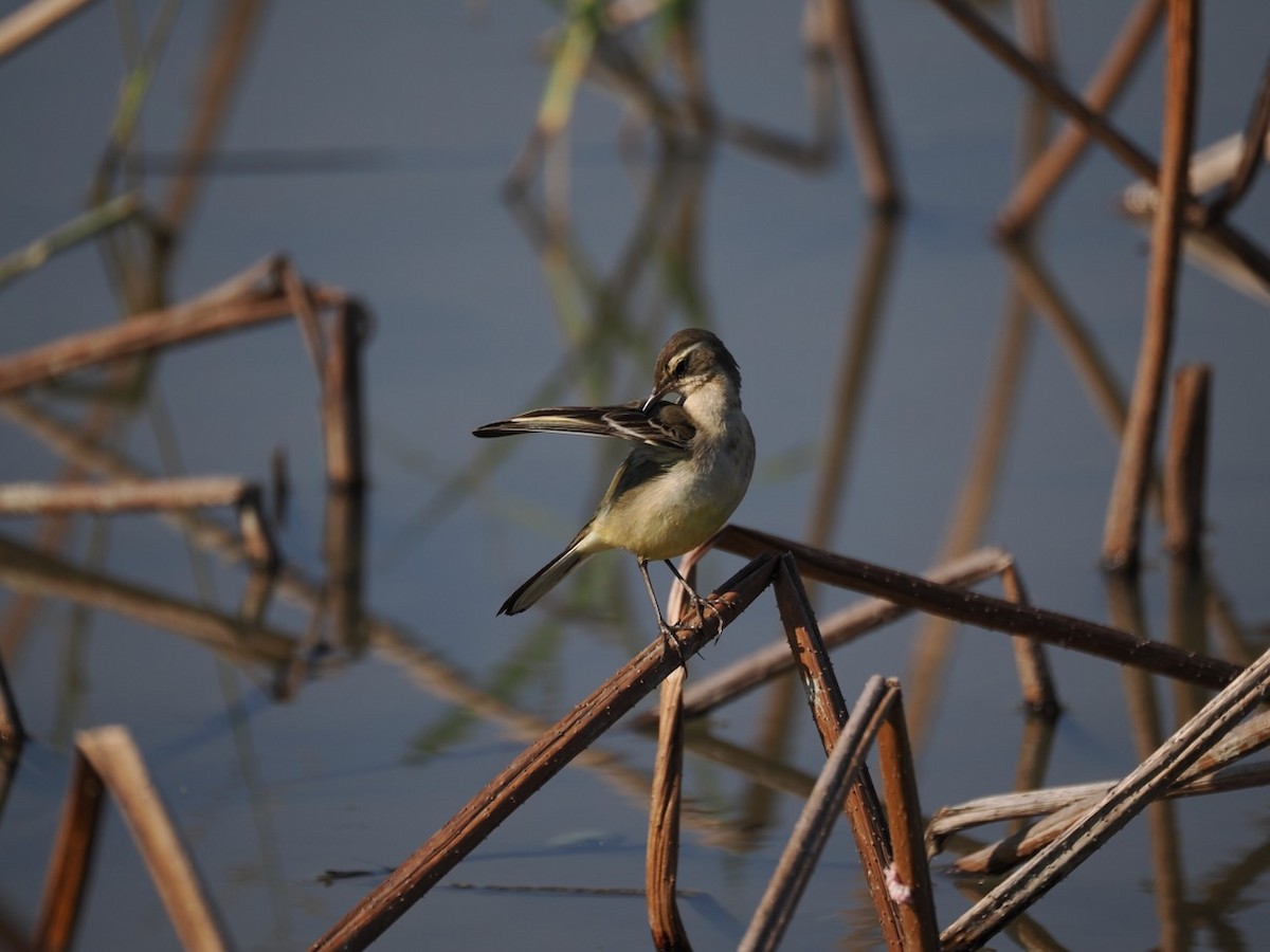 Eastern Yellow Wagtail - ML647074932