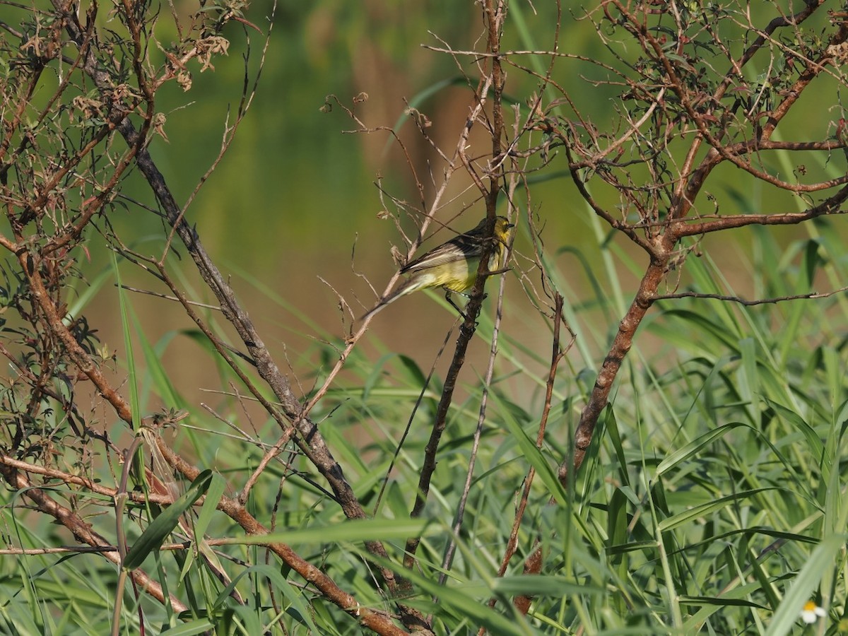 Eastern Yellow Wagtail - ML647074933