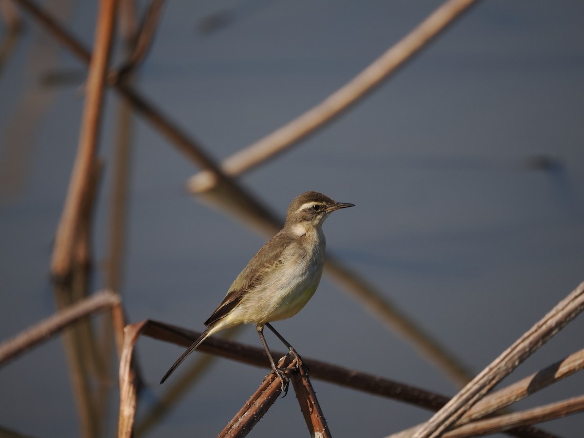 Eastern Yellow Wagtail - ML647074934