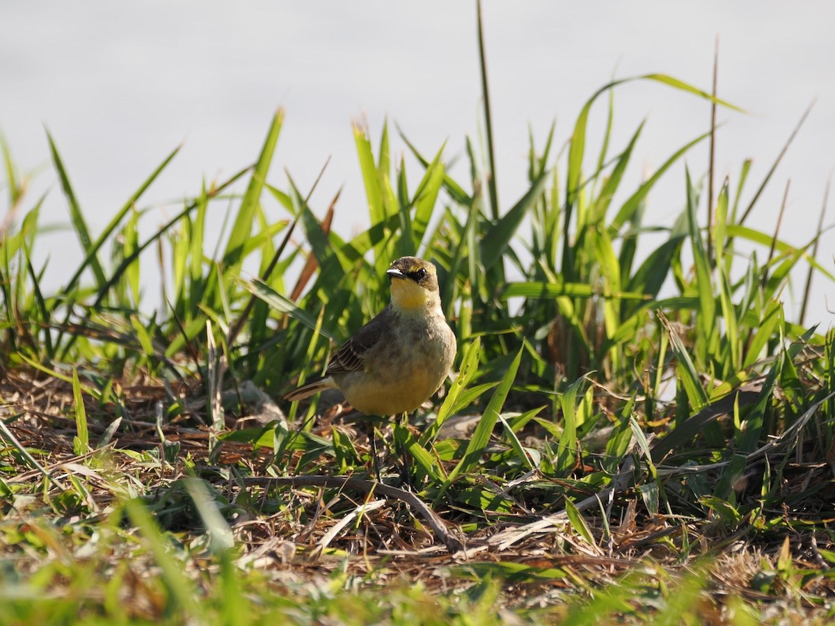 Eastern Yellow Wagtail - ML647074935