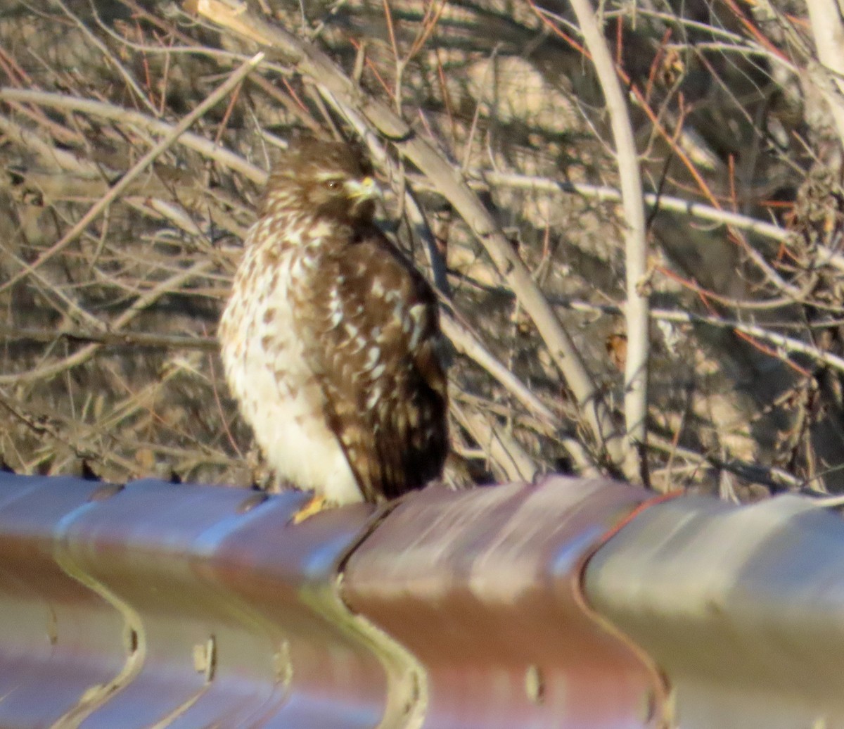 Busardo Colirrojo - ML647074936