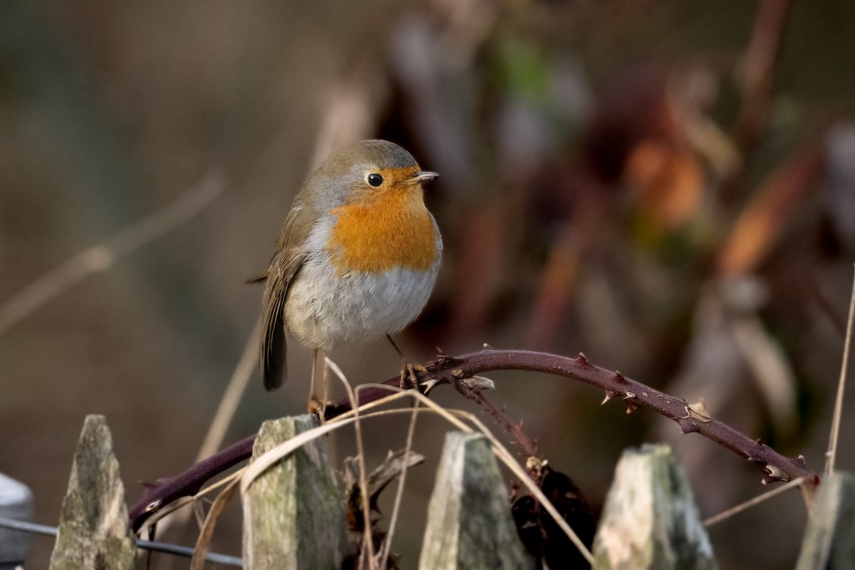European Robin - ML647074939