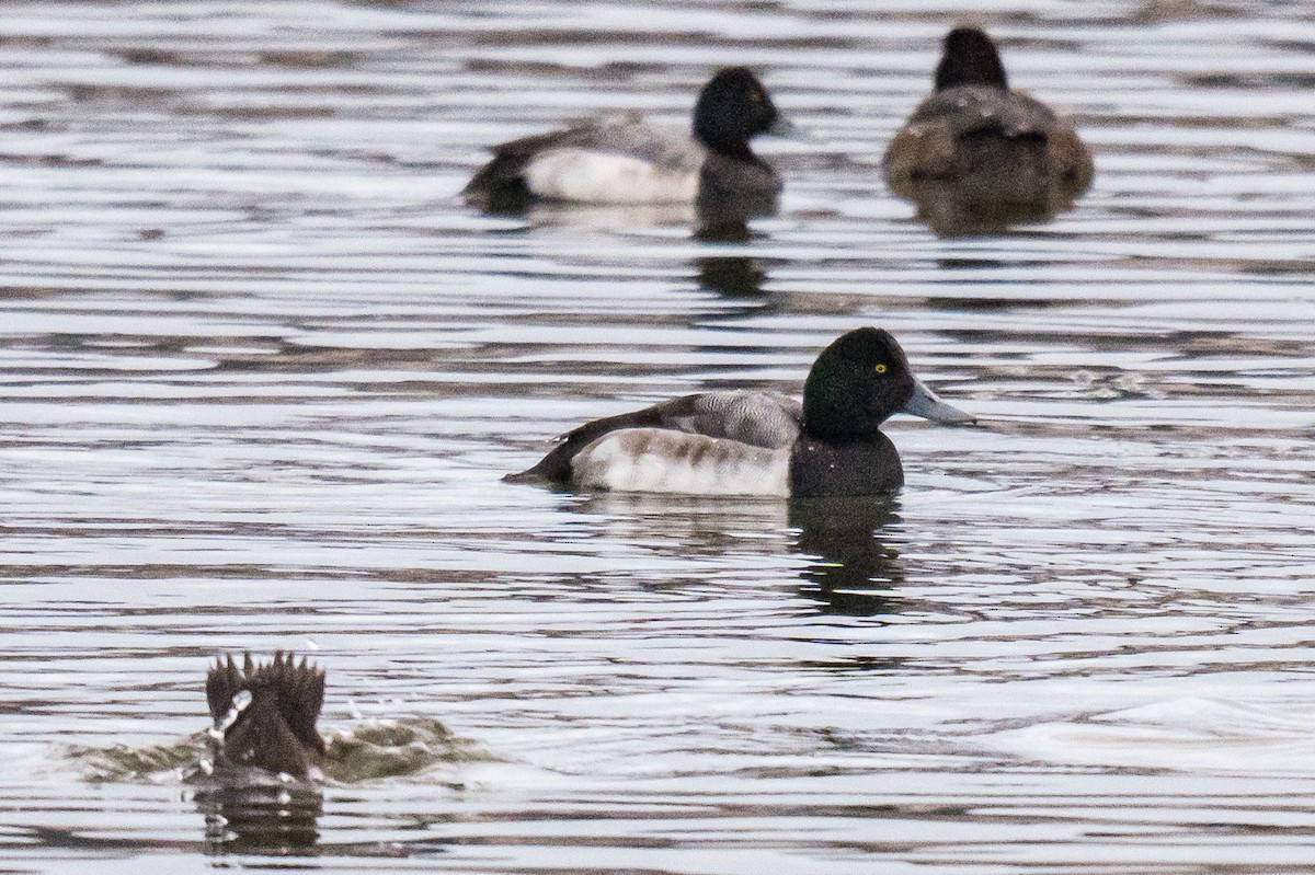 Greater Scaup - ML647074941