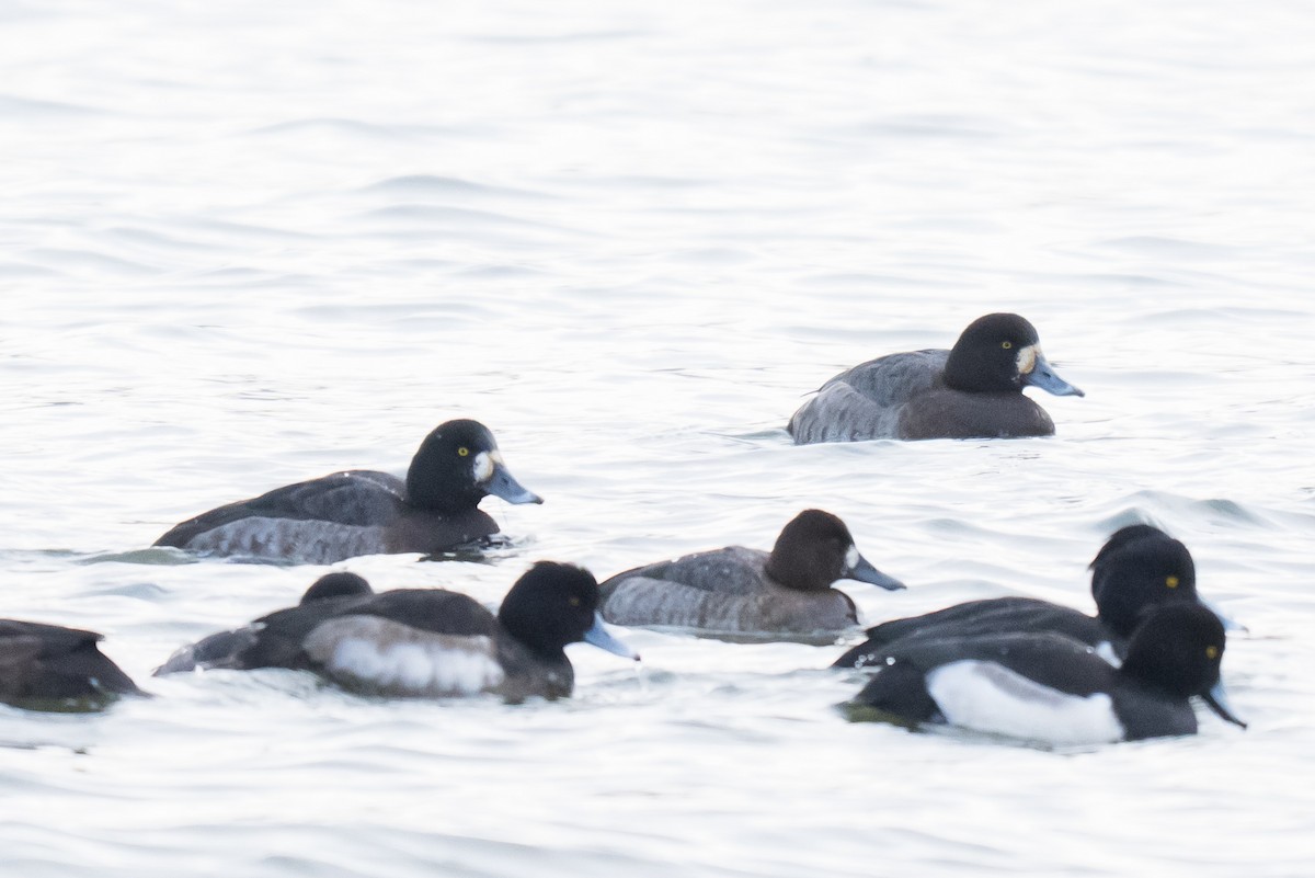 Greater Scaup - ML647074942