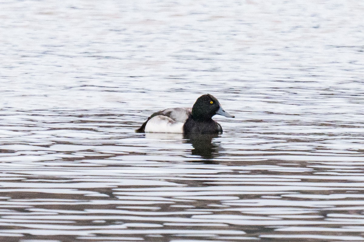 Greater Scaup - ML647074943