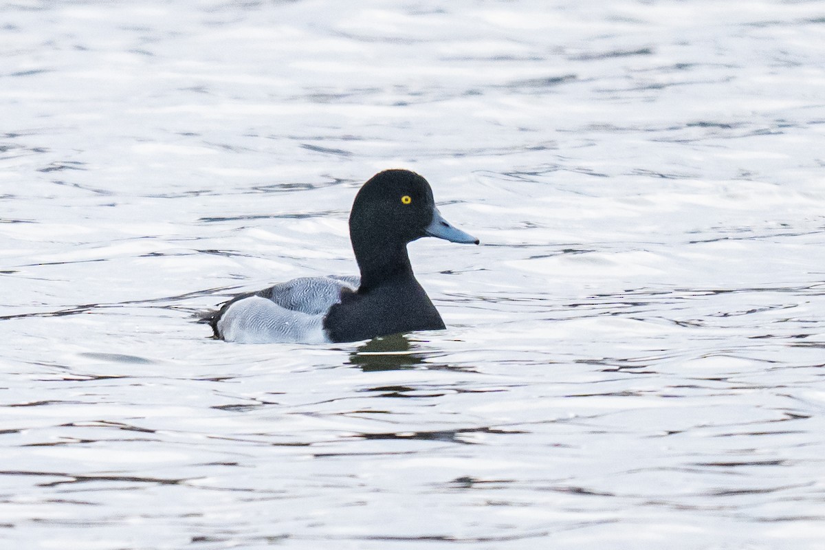 Greater Scaup - ML647074945