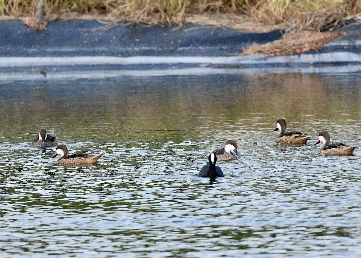 Bahamaente - ML647074946