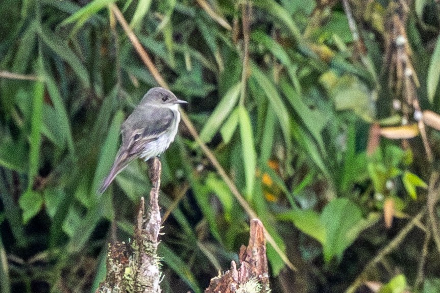 Olive-chested Flycatcher - ML647074962