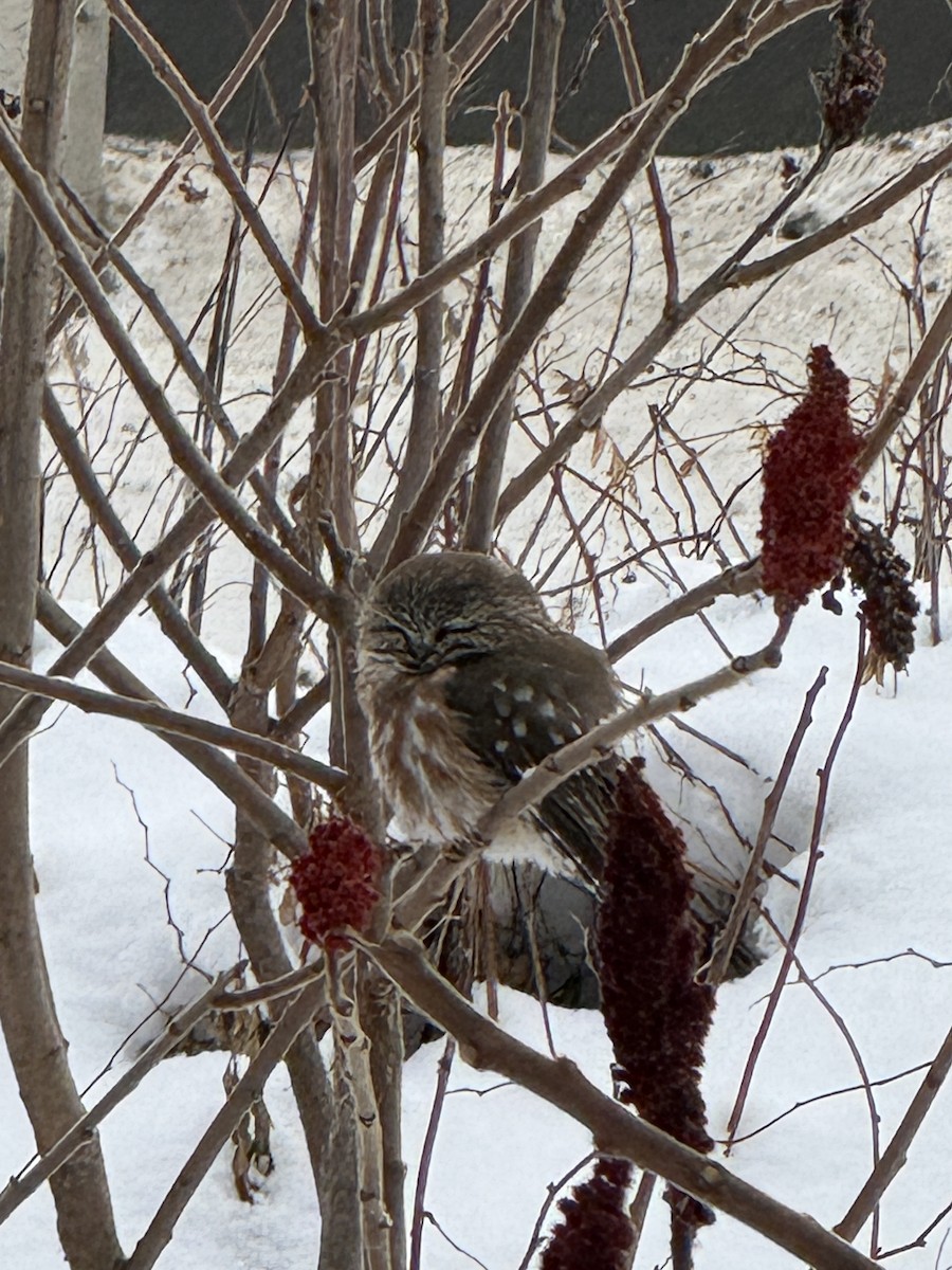 アメリカキンメフクロウ - ML647074963