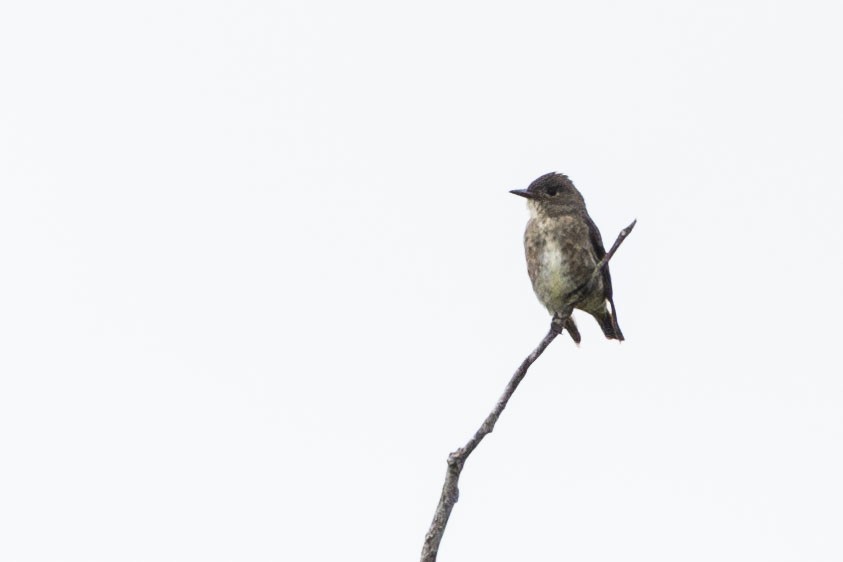 Olive-sided Flycatcher - ML647074964