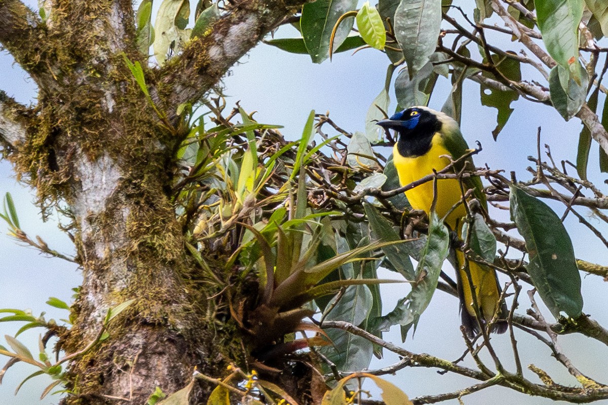 Green Jay - ML647074968