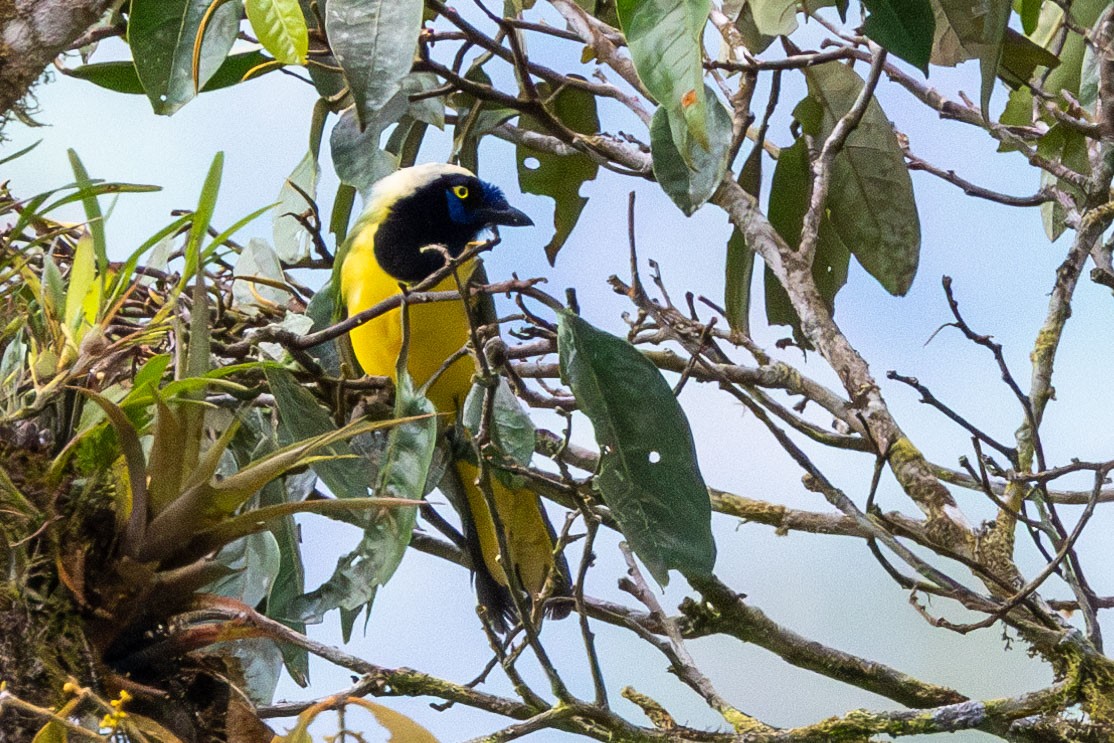 Green Jay - ML647074969