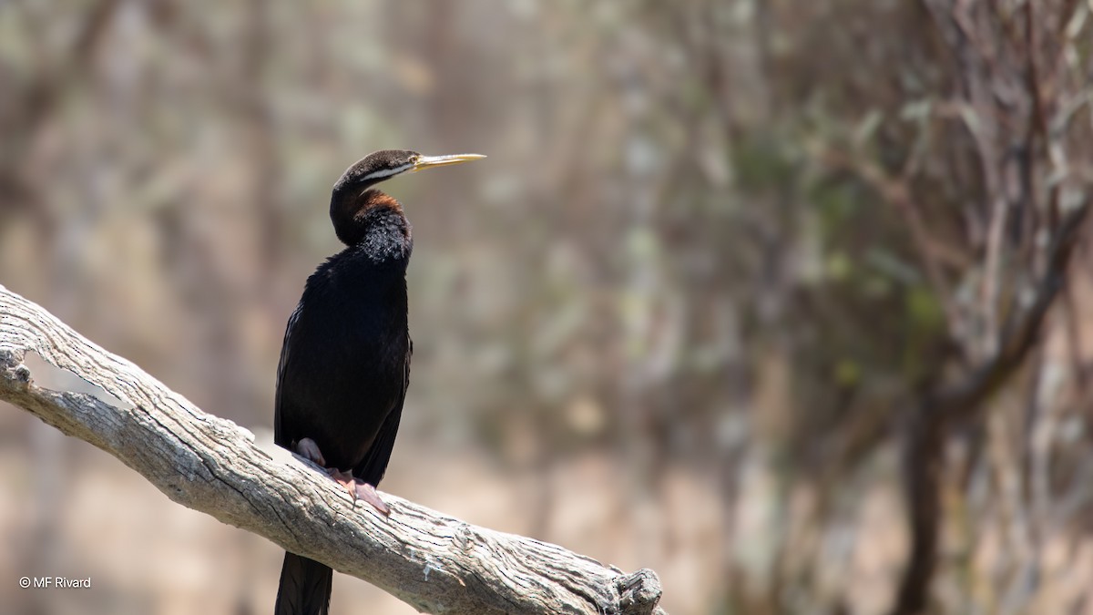Australasian Darter - ML647074976