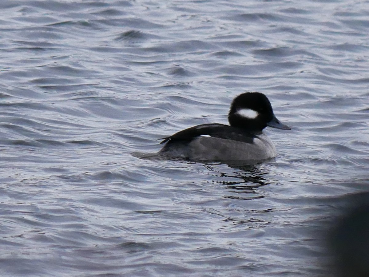 Bufflehead - ML647074995