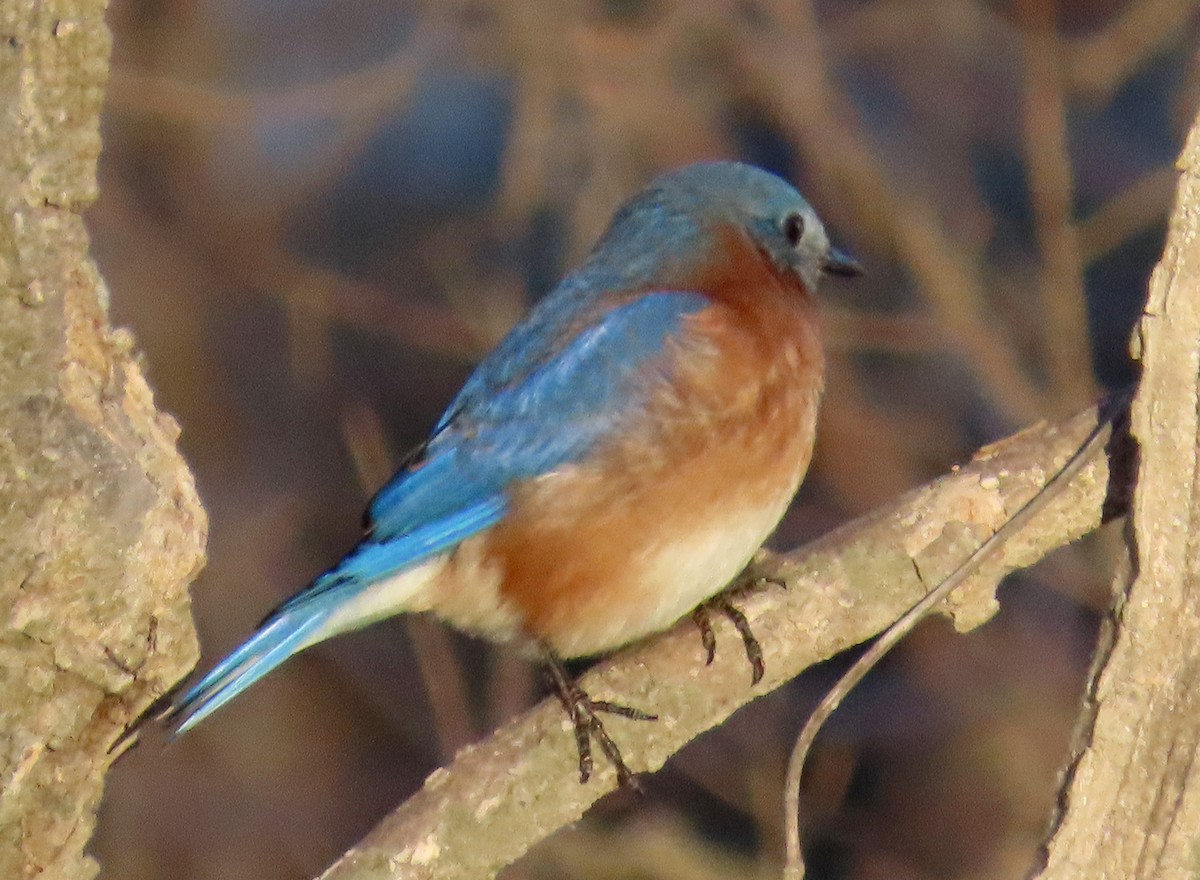Eastern Bluebird - ML647074996