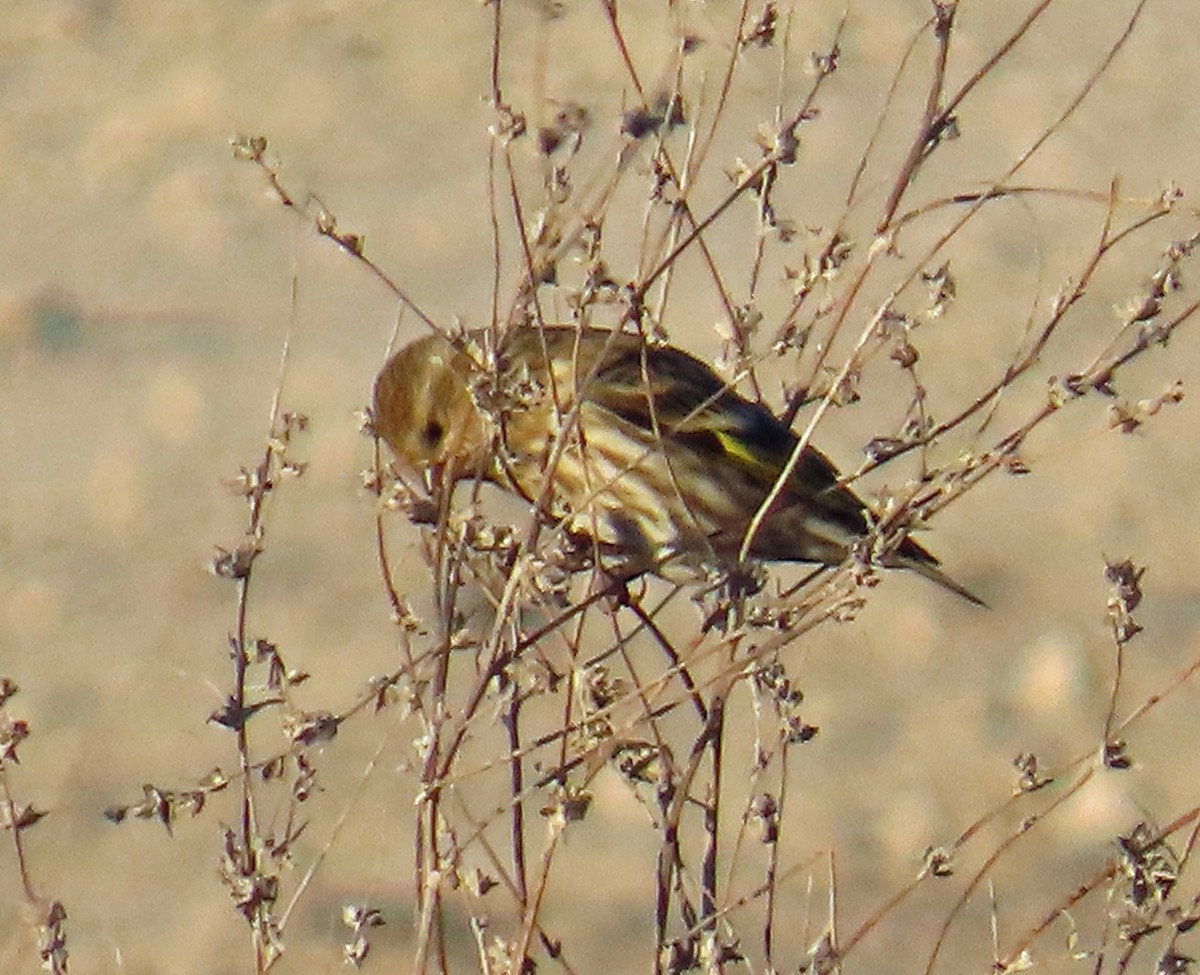 Pine Siskin - ML647074999
