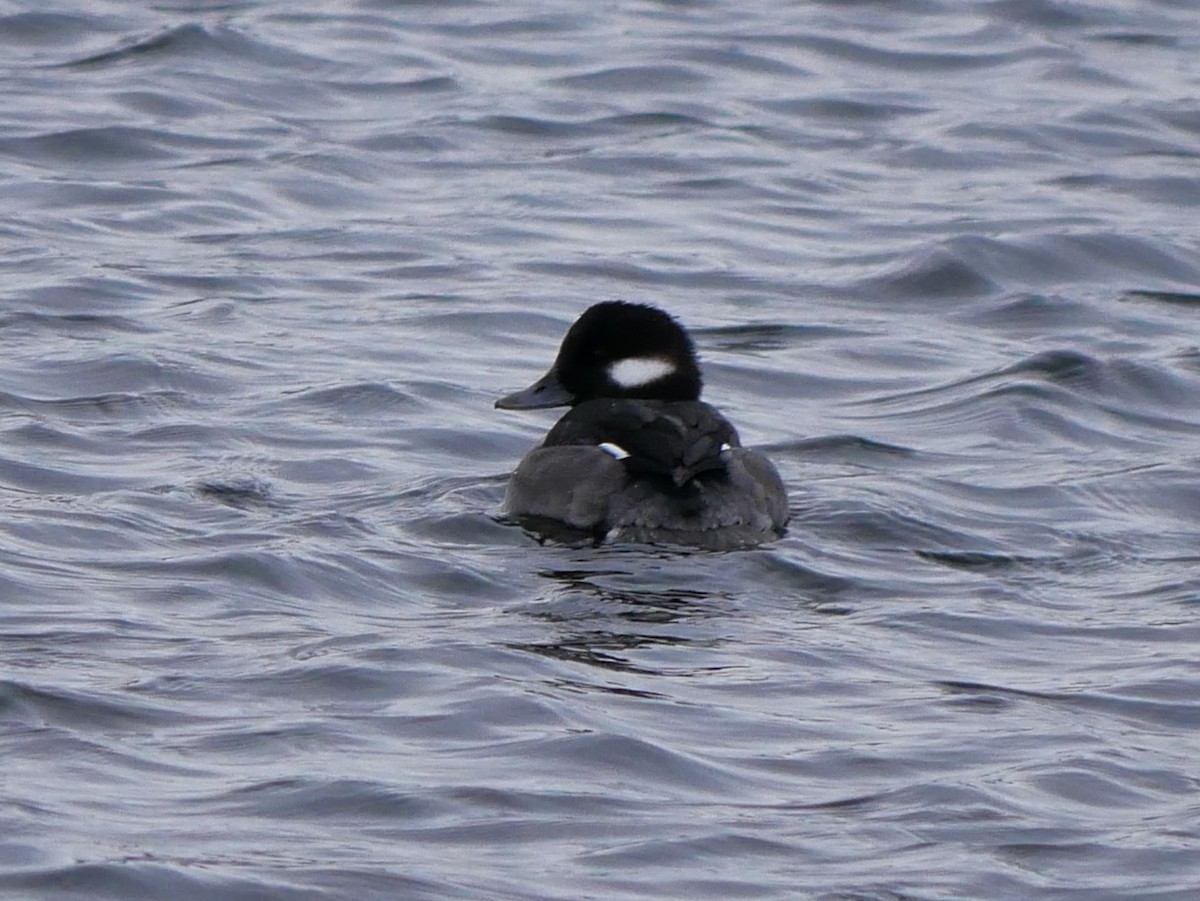Bufflehead - ML647075000