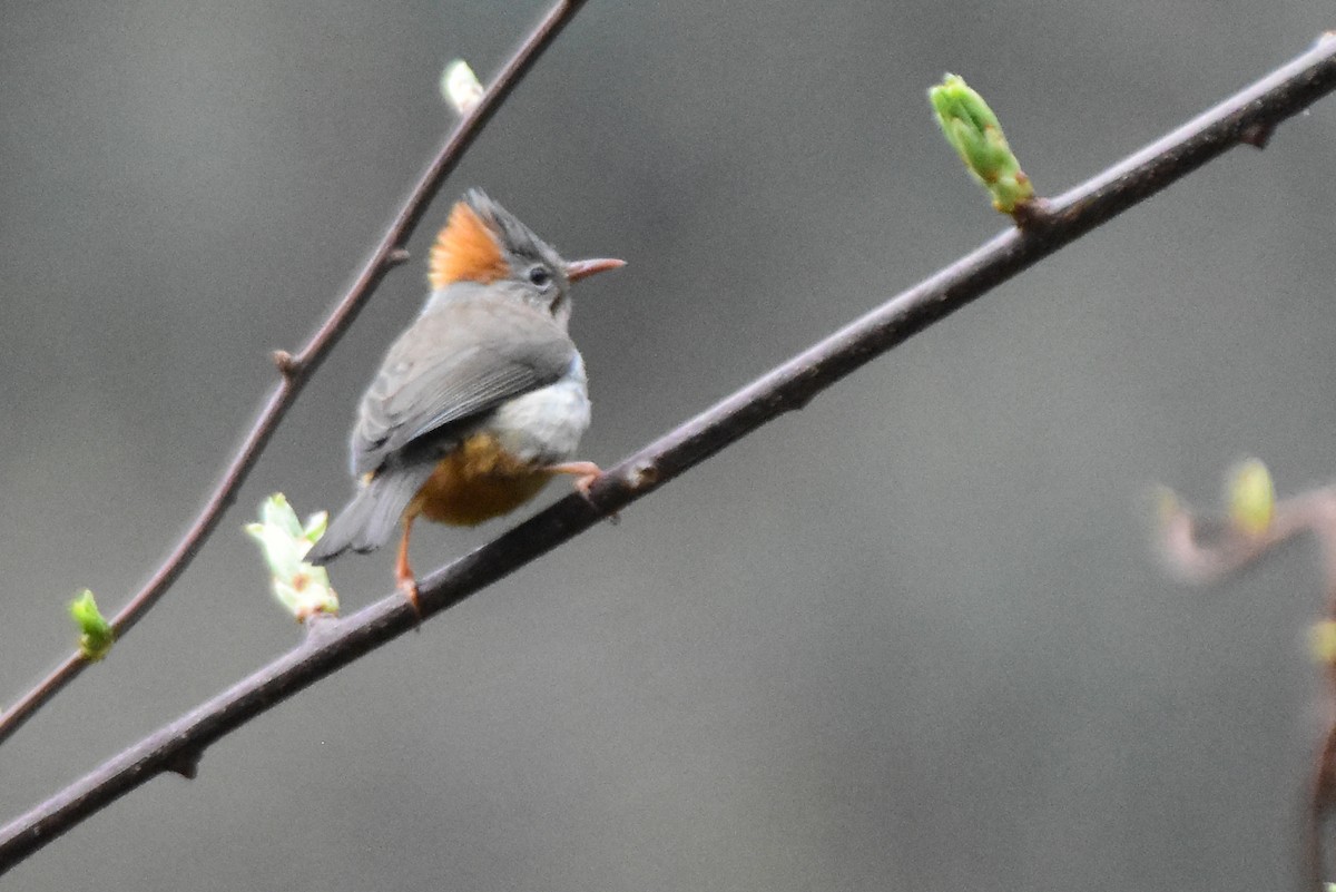 rustnakkeyuhina - ML647075001