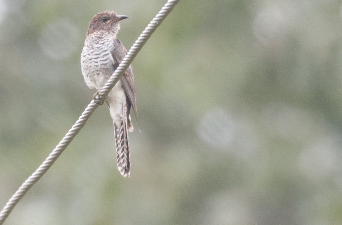 Кукавка мала - ML647075002