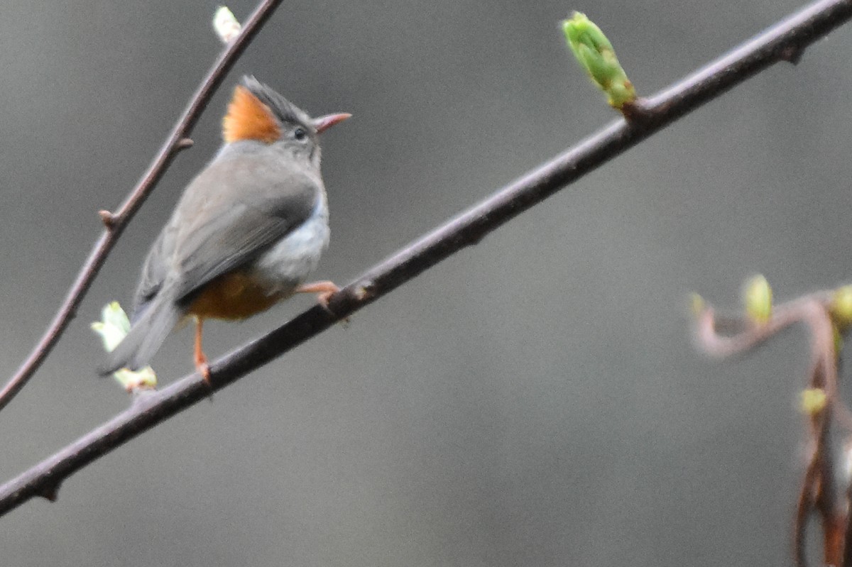 rustnakkeyuhina - ML647075003