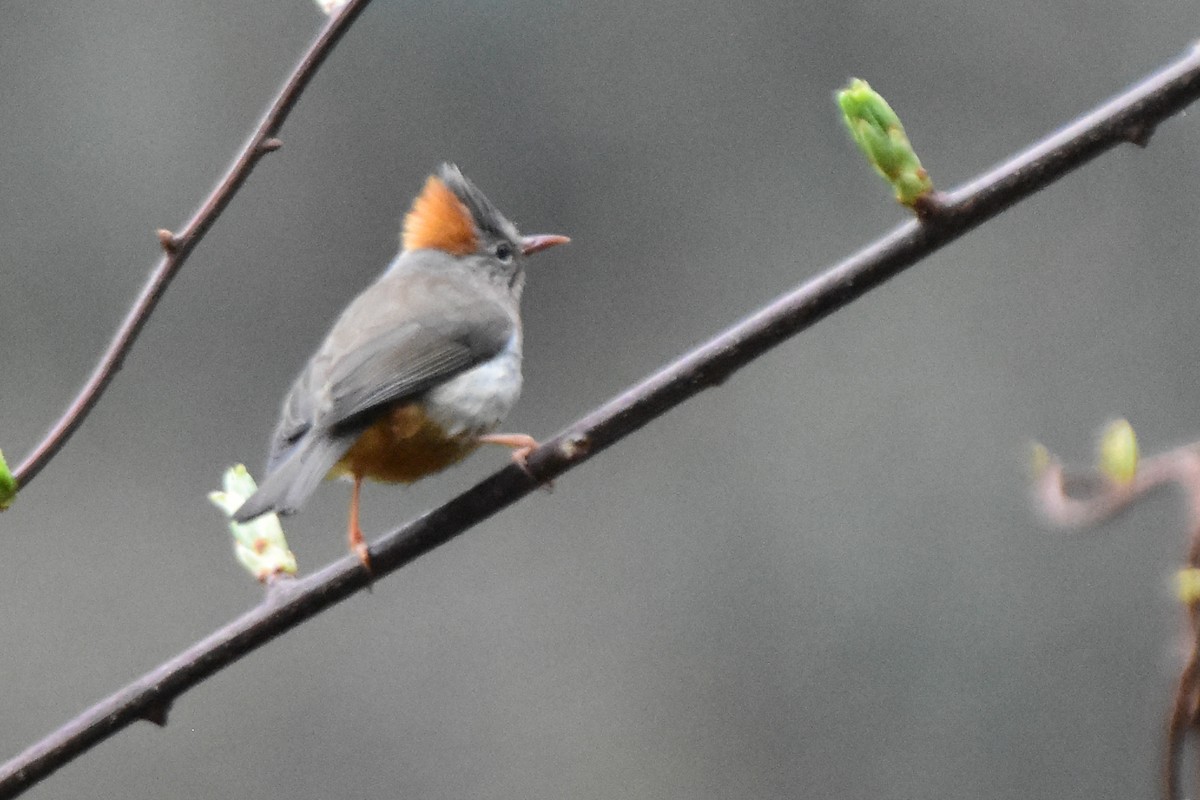 rustnakkeyuhina - ML647075004