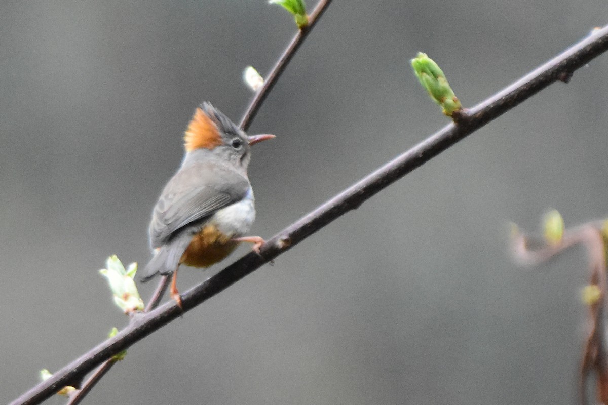 rustnakkeyuhina - ML647075005