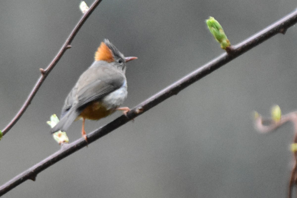 rustnakkeyuhina - ML647075006