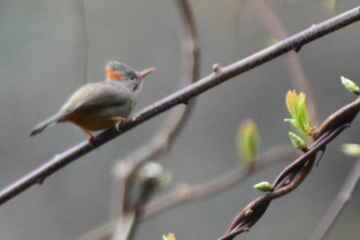 rustnakkeyuhina - ML647075007