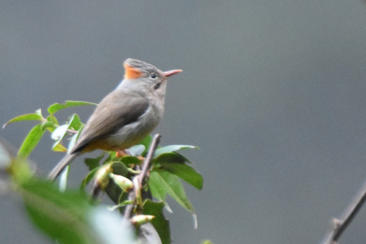 Rufous-vented Yuhina - ML647075009