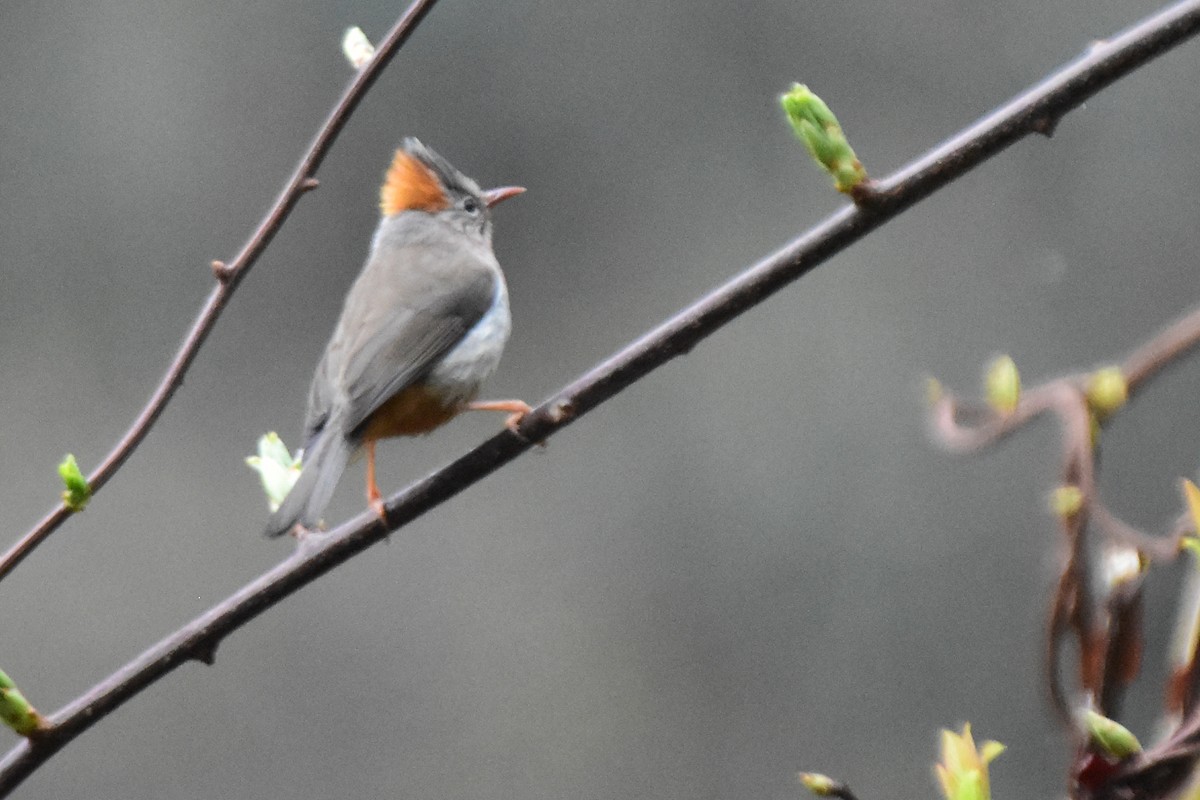 Rufous-vented Yuhina - ML647075010