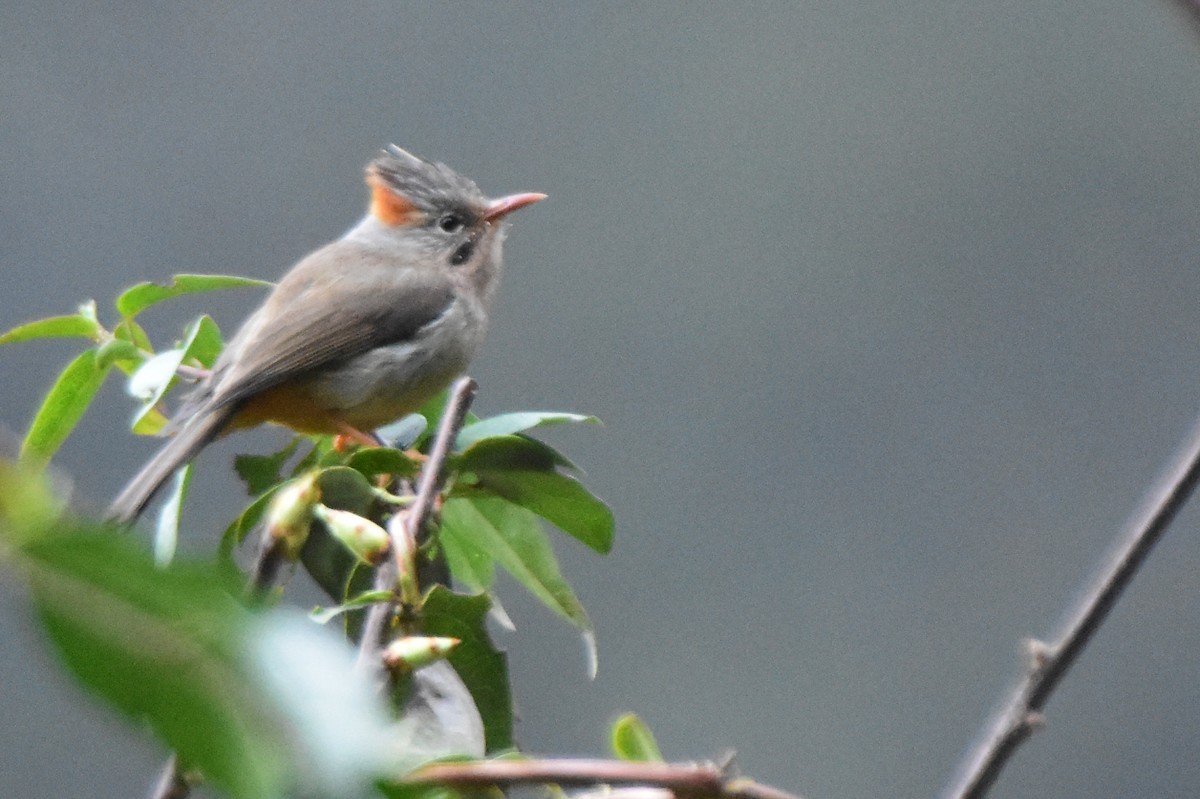 Rufous-vented Yuhina - ML647075011